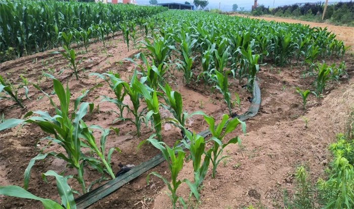 2.webp.jpg 2.webp.jpg